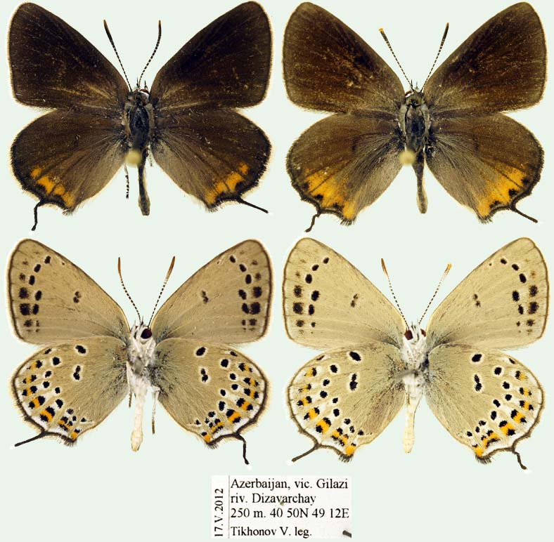 Satyrium hyrcanicum Foto